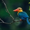 Lednacek gurial - Pelargopsis capensis - Stork-billed Kingfisher 0069